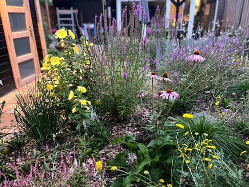 Customer photo review of Teunisbloem - Oenothera fruticosa 'Fyrverkeri'