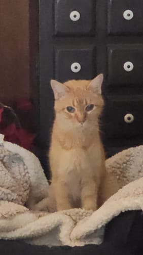 Customer photo review of 2x Blisso Advanced Cat Probiotic (Buy 1 Get 1 Free)