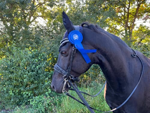 Customer photo review of Strotonin Horse Support