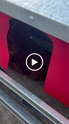 Customer video review of Medium (34") Reversible Rollout Nest Box (Up to 32 Hens)