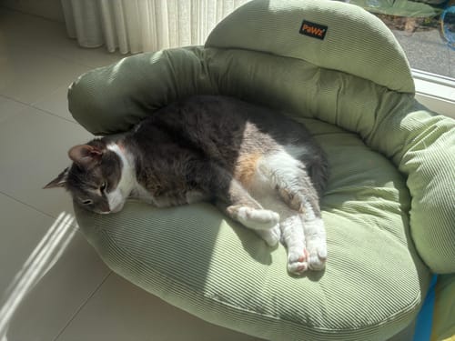 Customer photo review of CloudNest Elevated Pet Sofa Bed