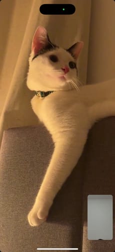 Customer photo review of Collar personalizado para Mascota: Chichén