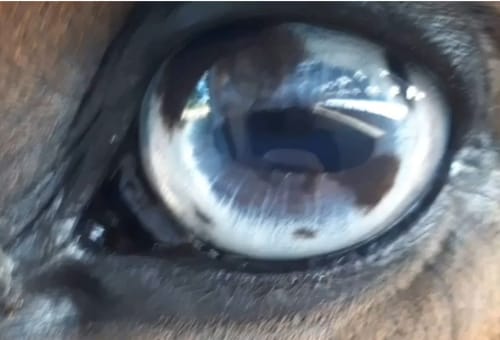 Customer photo review of Kristallkraft Muscolo