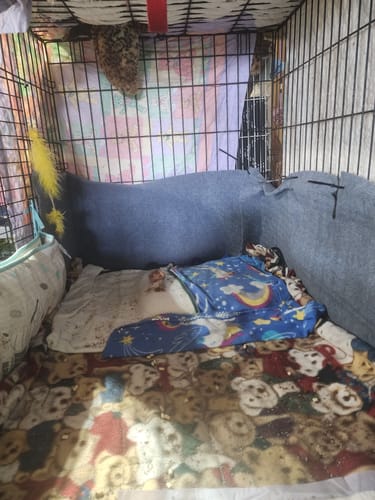 Customer photo review of Multifunctional Cat Scratching Carpet