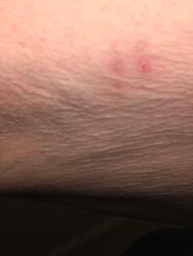 Customer photo review of Petsmont Buddy Guard Toy Dog