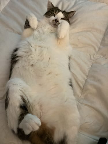 Customer photo review of Fit Litter PLUS - 3 month supply - 2 cat