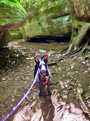 Customer photo review of FurLife™ - 12 Months Flea and Tick Tags for Dogs