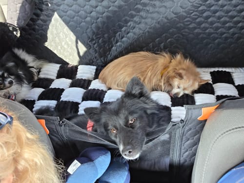 Customer photo review of RuffRover 2.0™ - Hard Bottom Dog Car Seat Protector
