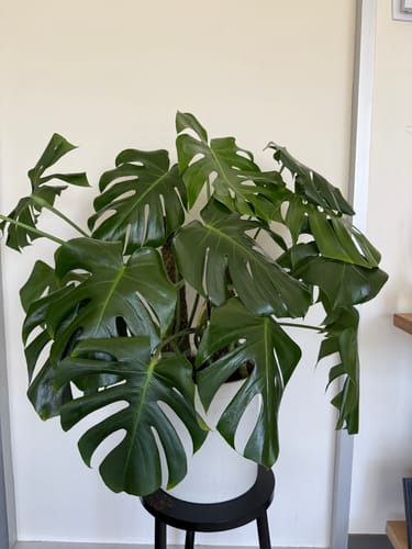 Customer photo review of Plant Food