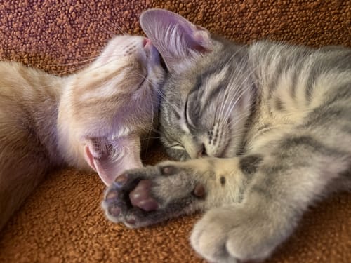 Avis photo d'un client sur Coffret Découverte Chaton - 1kg Croquettes + 8 Pâtées + 3 probiotiques