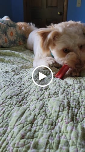 Customer video review of 4-Stick Yak Chew Pack – Mint, Banana, Strawberry & Pumpkin