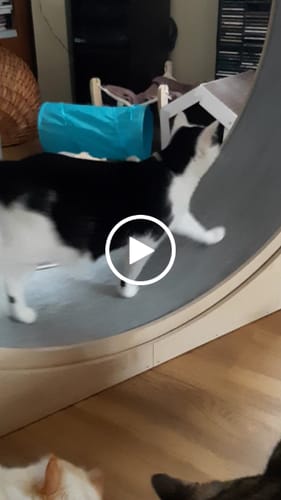 Martina D. review of Elmato Katzenlaufrad Simba image 1 out of 1