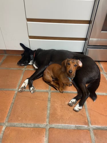 Customer photo review of Iron Paws Premium Dog Supplement