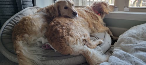 Customer photo review of Anxiety and Over-Reaction from Fear Formula for Dogs, 30-Day Supply