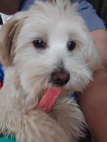 Customer photo review of Yak Chew Pack – 6 Flavor-Infused Sticks