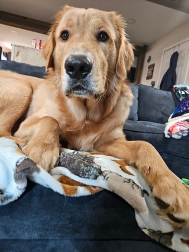 Customer photo review of Blueberry Yak Chews