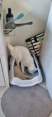 Customer photo review of 1 Month Supply – 2 Cat