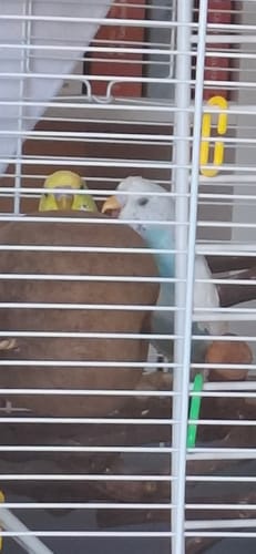 Customer photo review of Buddha's Knacknuss