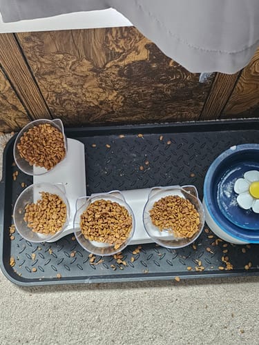 Customer photo review of Anti-Vomiting Orthopedic Cat Bowl