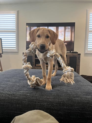 Customer photo review of FIDA Dog Rope Toy