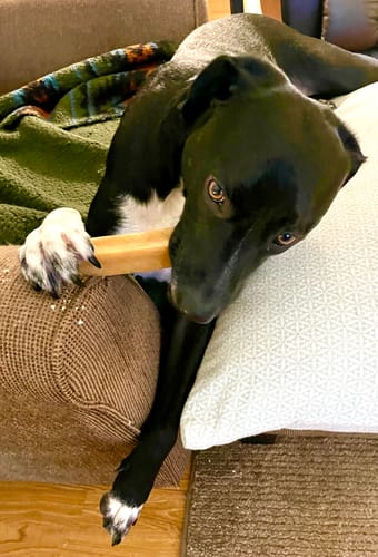 Customer photo review of Regular/Unflavored Himalayan Yak Chews | 6-Sizes (for Small to Big Dogs)