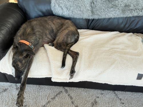 Customer photo review of 100% Recycled Fluffy Dog Blanket - Buttercream
