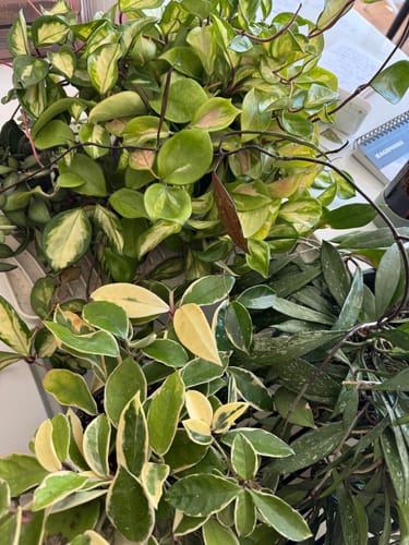 Customer photo review of Plant Food