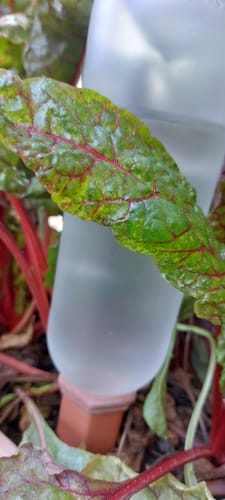 undefined review of Topfpflanzenbewässerung „Hydro Wine“ 12 Stk. Tonkegel für Wein- & PET-Flaschen image 1 out of 1