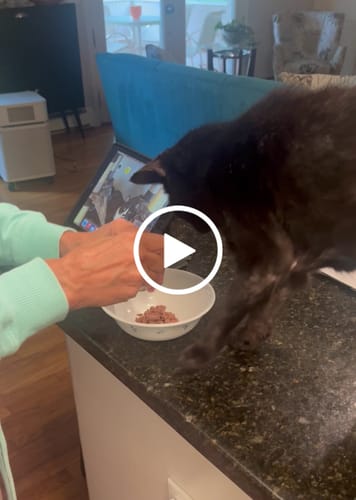 Customer video review of 2x Blisso Advanced Cat Probiotic (Buy 1 Get 1 Free)