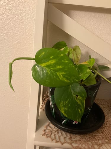 Customer photo review of Plant Food