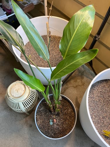 Customer photo review of Fungus Gnat Death Drops