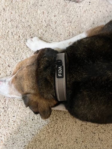 Customer photo review of FIDA Heavy Duty Dog Collar