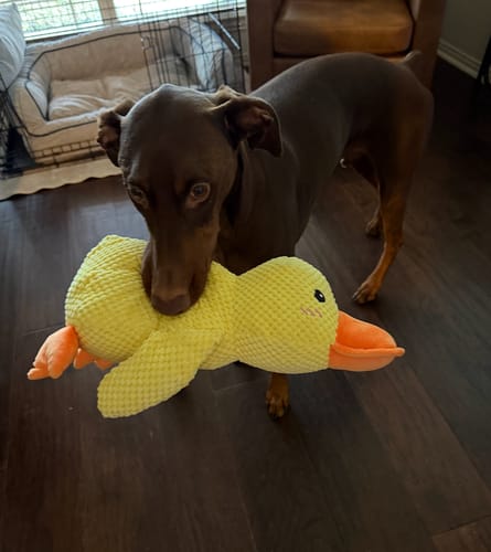 Customer photo review of Calming Duck