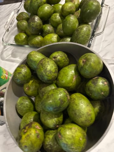 Customer photo review of June Plum *** Pre Order ***