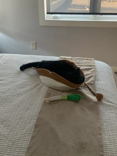 Customer photo review of Instinct Basket | Handwoven & Chemical-Free Cat Territory