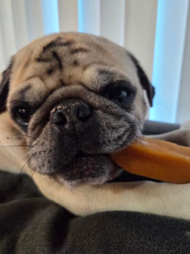 Customer photo review of Mint Yak Chews