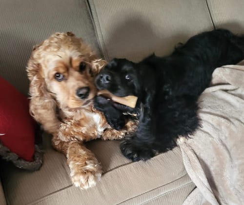 Customer photo review of 5-6 Inch Peanut Butter Cheek Roll