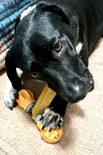 Customer photo review of Safe Dog Chew Holder