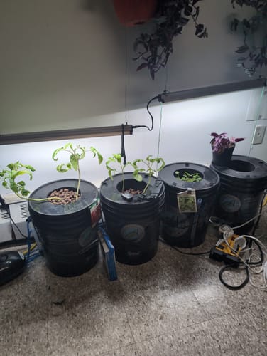 Customer photo review of Advanced Nutrients pH Up