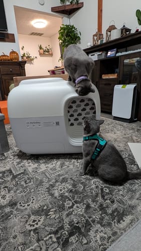 Customer photo review of Self-Cleaning Litter Box