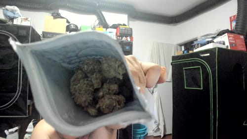 Customer photo review of Blue Punch - Bulk - Indica