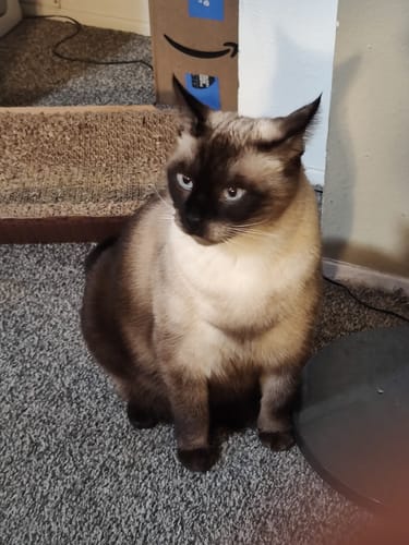 Customer photo review of 1x Blisso Advanced Cat Probiotic