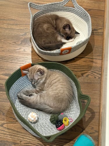 Customer photo review of Instinct Basket | Handwoven & Chemical-Free Cat Territory