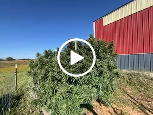 Customer video review of Drops of Balance (Regular)