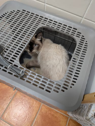 Customer photo review of 1 Month Supply – 1 Cat