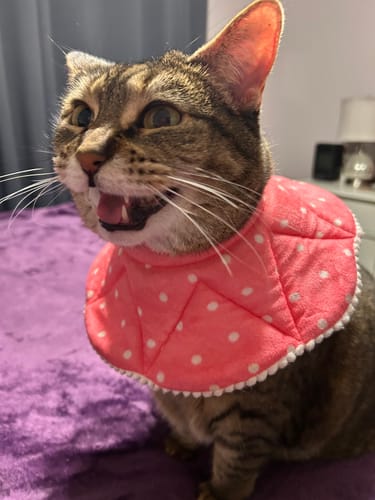 Customer photo review of 5x Blisso Advanced Cat Probiotic (Buy 2 Get 3 Free)