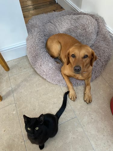 Customer photo review of Calming Donut Bed - Mocha