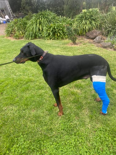 Tracey C. review of VetFlex Cohesive Bandages - Box 12 image 1 out of 1