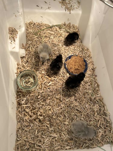 Customer photo review of Ayam Cemani "FLF New Imported Bloodline" Chick (Unsexed)