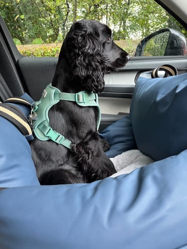Customer photo review of The Dog Dock